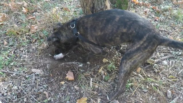 Slow motion:  dogs  digging a hole in the ground