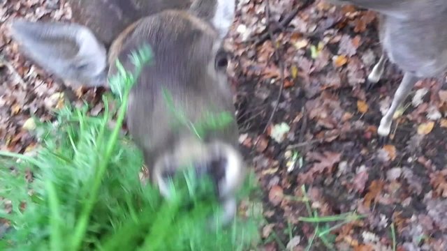 weibliches Damwild wird gef&uuml;ttert mit Gr&uuml;nzeug