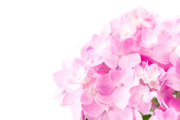 Papier Peint photo Lavable Hortensia sweet  pink hydrangea flowers on a white background , selective