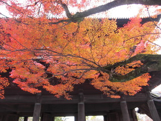 京都永観堂の紅葉