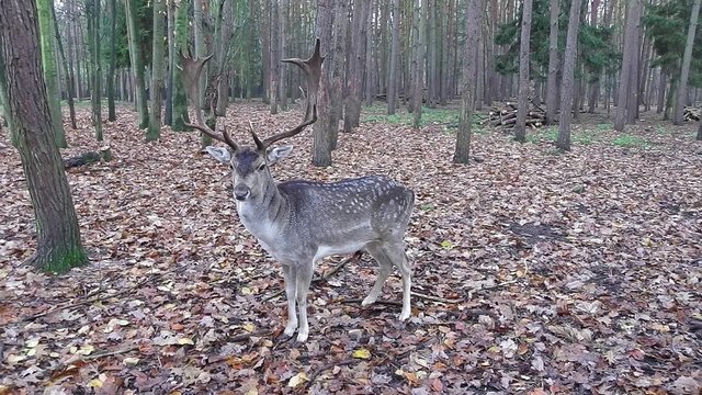 ein gro&szlig;er ausgewachsenen Damhirsch im Wald