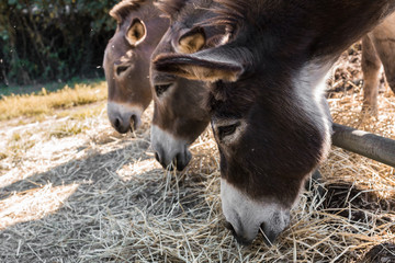 Three donkeys © KYNA STUDIO