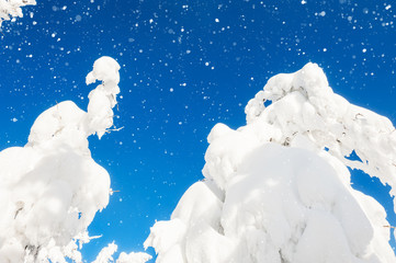 Obraz na płótnie Canvas Snow-covered trees in winter forest.