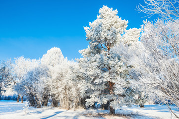 Big pine tree with hoarfrost in winter forest.