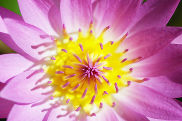 Pink Lotus flower 