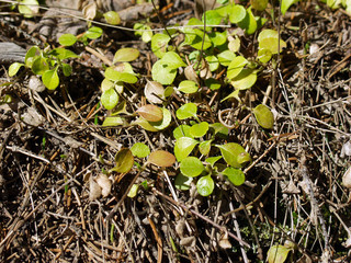 Green leaves blueberry. macro