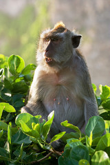 Macaque sitting on a tree. Indonesia. The island of Bali. An excellent illustration.