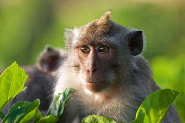 Portrait of a macaque. Indonesia. The island of Bali. An excellent illustration.