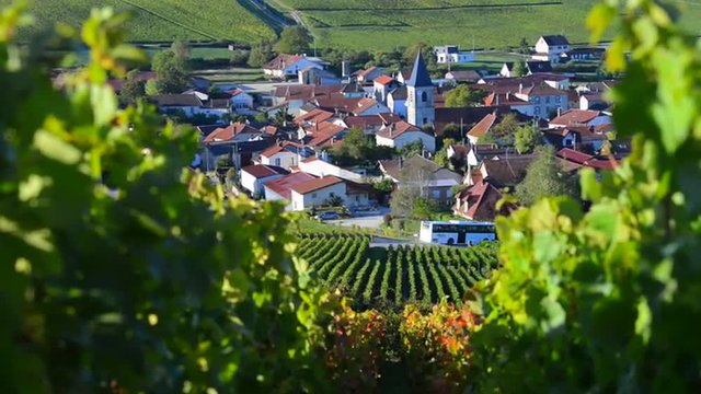 Champagne vineyards in the Cote des Bar area of the Aube department near to Baroville, Champagne-Ardennes, France, Europe