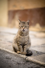Cat on an old stone pavement with shallow depth of field