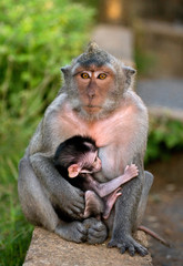 Macaque with a baby. Indonesia. The island of Bali. An excellent illustration.