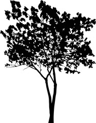 illustration with black maple isolated on white