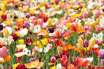 Obraz premium Poppies and Tulips 1