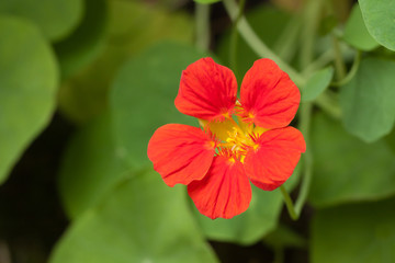 Fototapeta premium Flower