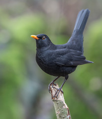 Fototapeta premium Blackbird
