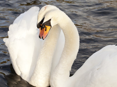 Two Swans Mating. Two swans rub heads together after a reunion. Swans are renown for mating for life and these two are obviously a pair