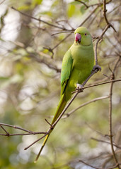 Found in the Wilds of Inner London. A flock of green parrots live in Kensington Garden. They are the offspring of parrots that escaped captivity and now live free in the woods in the garden.