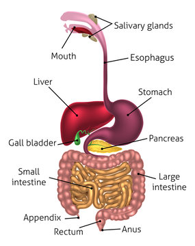 digestive system diagram clipart people