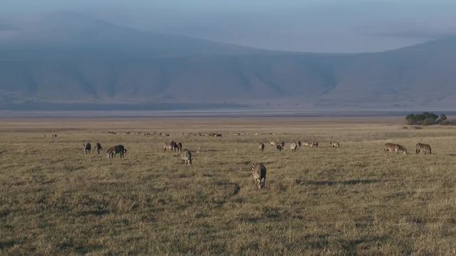 Plains Zebra herd grazing in Ngorongoro Crater
