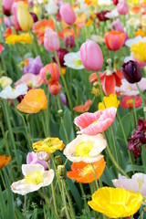 Fototapeta premium Poppies and Tulips 5