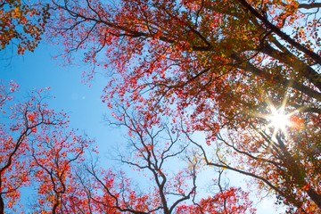 The colors of autumn in Japan