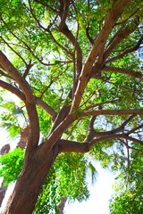 Naklejka premium Olive tree