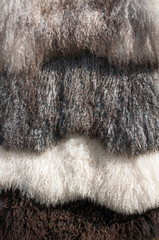 sheep wool background