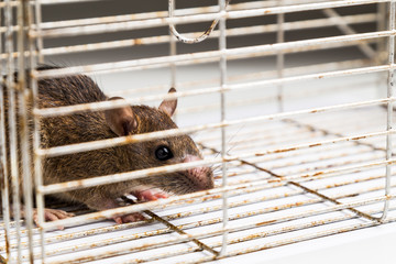 Close up of anxious rat trapped in metal cage