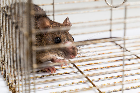 Close up of anxious rat trapped in metal cage
