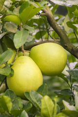 Pomelo hanging on tree