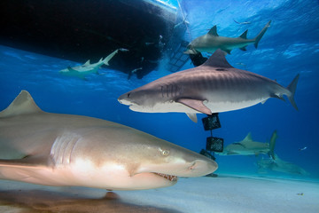 Tiger and Lemon Sharks swimming under a boat 