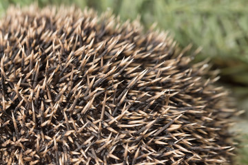 close up of hedgehog needles / Hedgehog texture close up