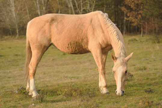 Photo of a grazing horse in field