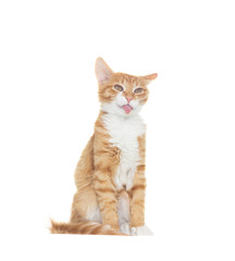 Cat stuck out his tongue on a white background