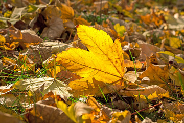 Yellow autumn leaves
