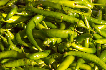 Background of colored hot peppers. Farm.
