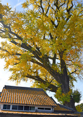 有田の大イチョウ
