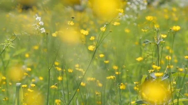 Close-up of a buttercup meadow swaying in wind