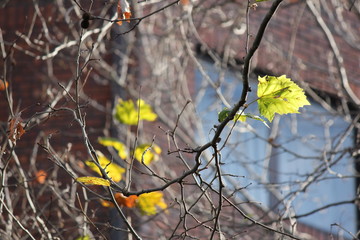 Winter Leaves with Building in background