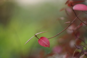 ハツユキカズラの紅葉