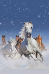 Naklejka na ściany i meble Horse herd run fast in winter snow field