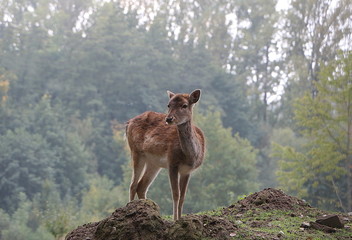 Fototapete bei efototapeten.de bestellen   