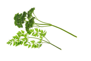 Petersilie (Petroselinum crispum)
