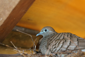 Zebra dove (Geopelia striata)