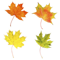 Different autumn leaves, isolated on white