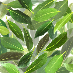 Fototapeta premium Fresh green bay leaves, close up