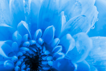Fototapeta na wymiar Beautiful blue chrysanthemum flower, close-up