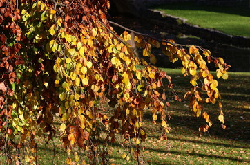 Hängebuche im Herbst Fagus sylvatica
