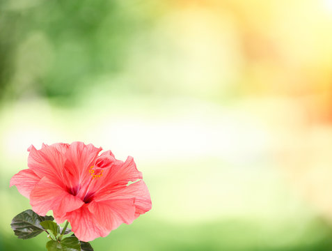 Red Hibiscus flower on green nature background with sun light