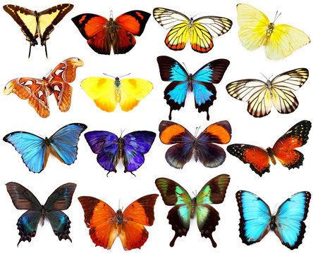 Butterflies collection, isolated on white